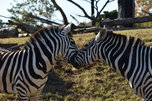 קזינו הוט ליין תמיכה
